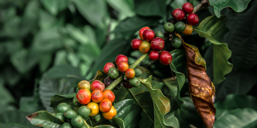 Why are Some Coffees Better than Others?