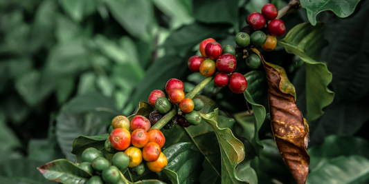 Why are Some Coffees Better than Others?