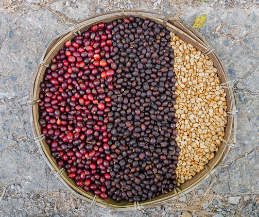 Processing Methods: Washed, Natural, & Honey