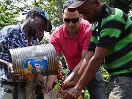 Red Caturra coffee cherries grown at Ramirez Estate, Dominican Republic