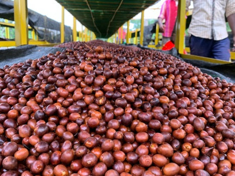 India Pearl Mountain Peaberry