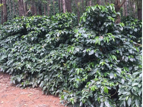 India Pearl Mountain Peaberry