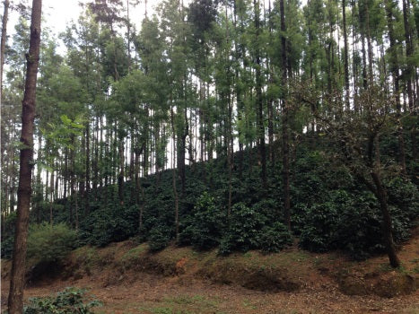 India Pearl Mountain Peaberry