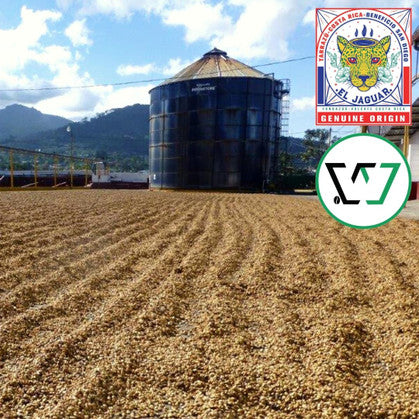 Honey-processed coffee beans from San Diego Mill, Costa Rica