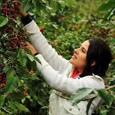 18 Rabbit collective farm, woman-owned coffee producer, Honduras