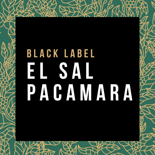 El Sal Pacamara