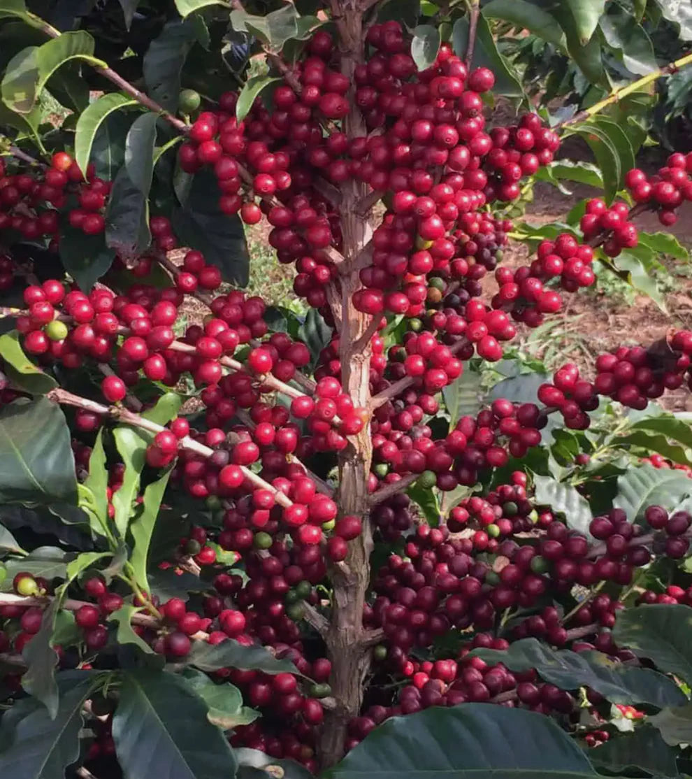 Red Bourbon Decaf coffee beans, light roast, sugarcane decaffeinated