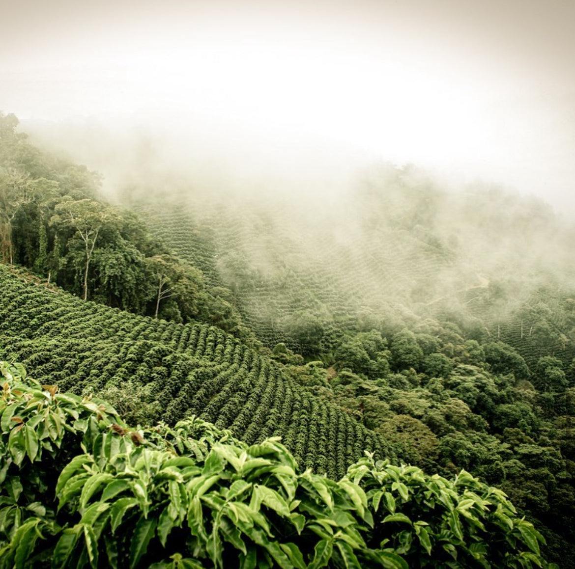 Castillo variety coffee cherries grown at Mina Rica Farm, Colombia