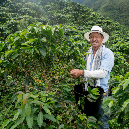 Coffee farm in Huehuetenango, Guatemala, high-altitude volcanic soil