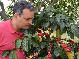 Ramirez Estate coffee farm, Jarabacoa, Dominican Republic