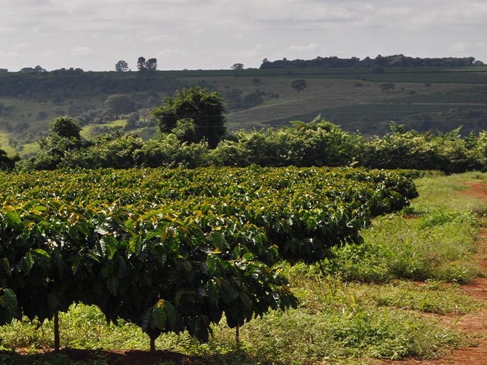 Yellow Catuai coffee farm in Cerrado, Minas Gerais, Brazil